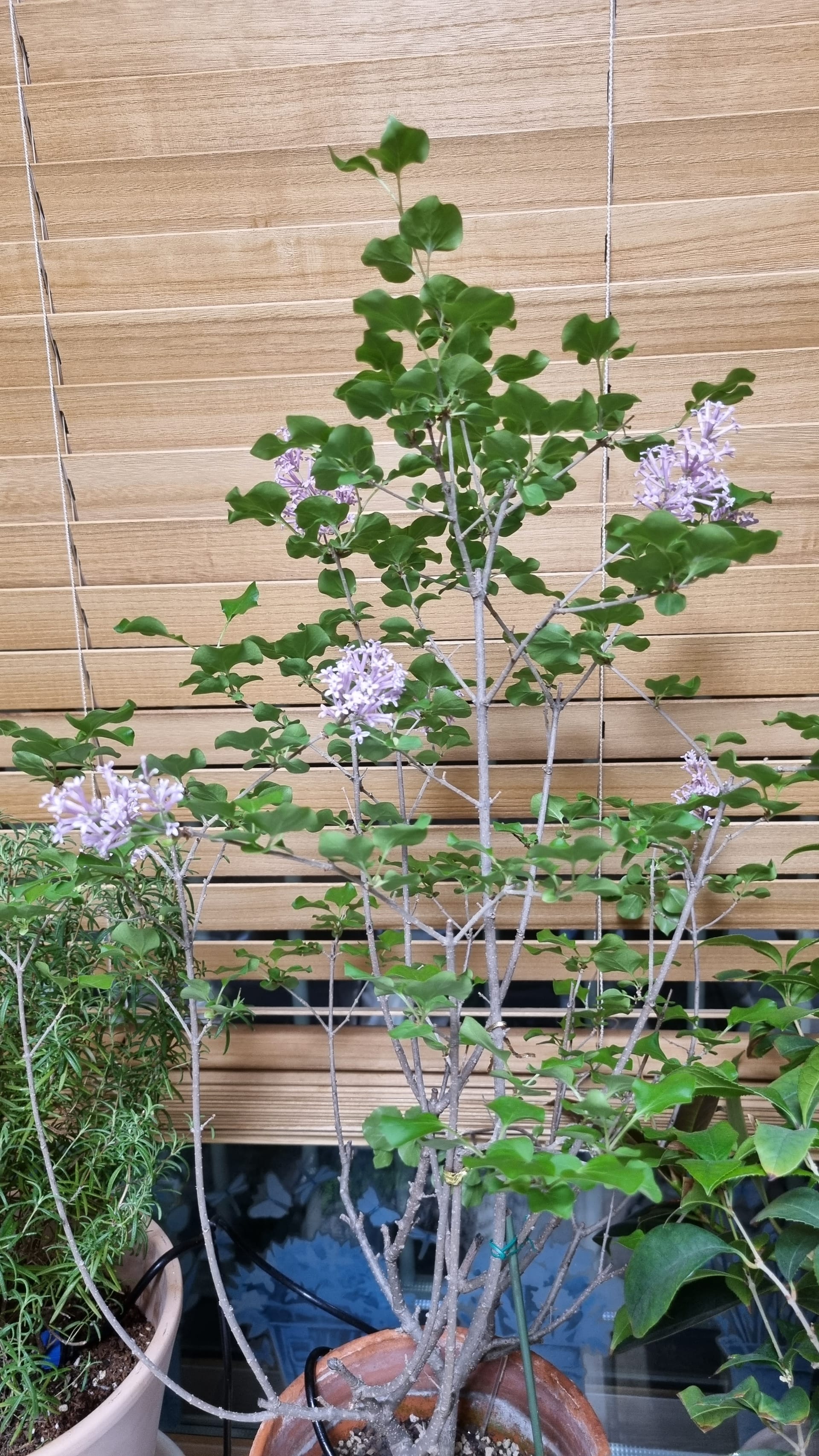 만개 화분 라일락