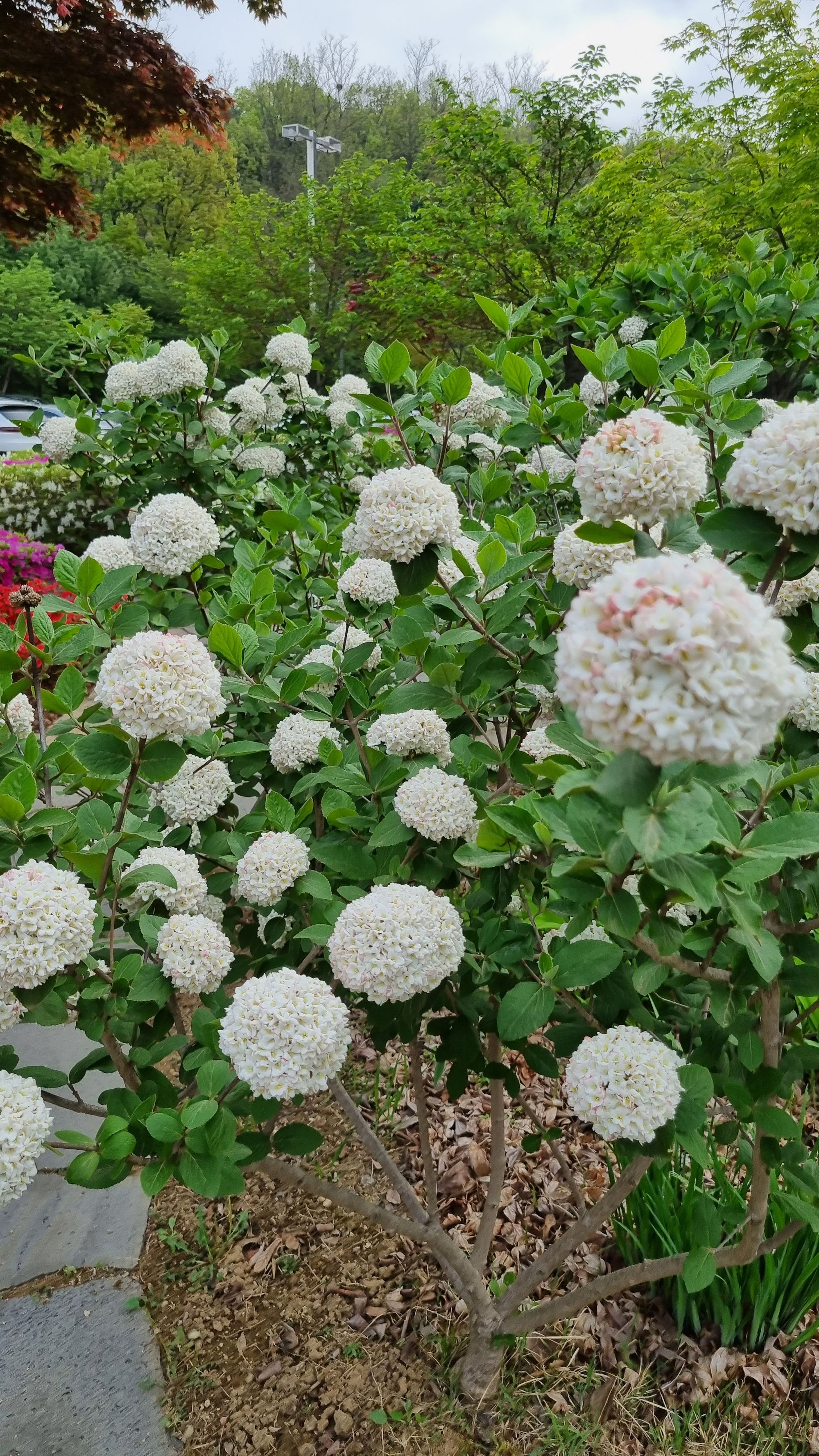 붓꽃나무